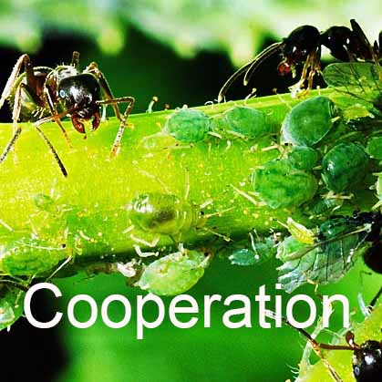 Cooperation